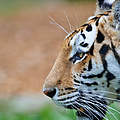 Amur-Tiger © Ola Jennersten / WWF Schweden