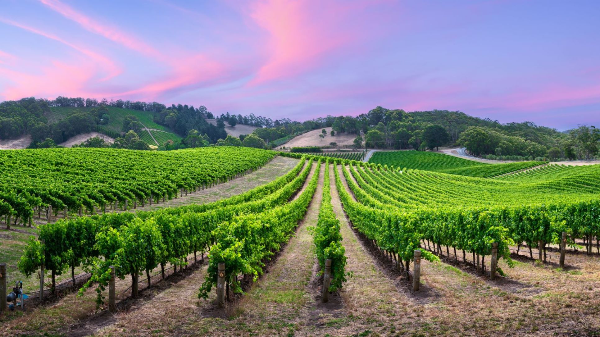 A vineyard at sunset in South Australia.