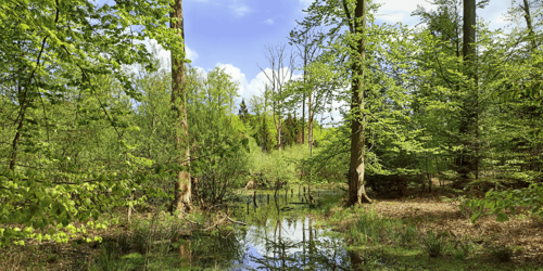 Ein Mischwald mit kleinem Gewässer